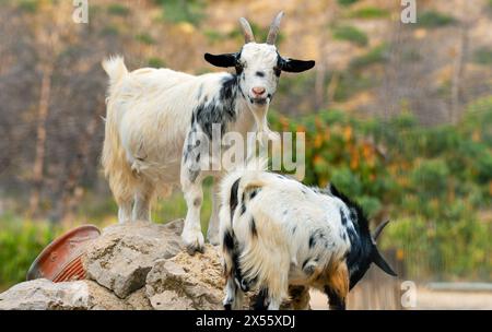 Zwei Ziegen stehen auf Felsen im Zoo. Stockfoto