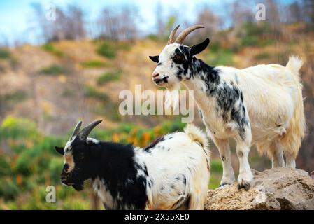 Zwei Ziegen stehen auf Felsen im Zoo. Stockfoto