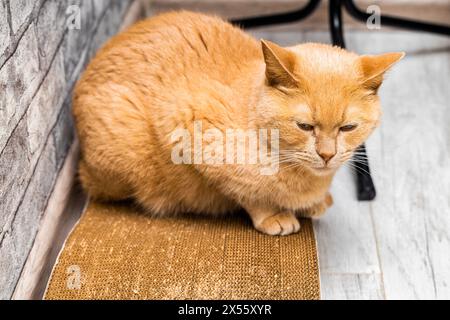 Rote Katze liegt auf einem Kratzbaum. Kratzstift aus Karton für Katze. Hochwertige Fotos Stockfoto