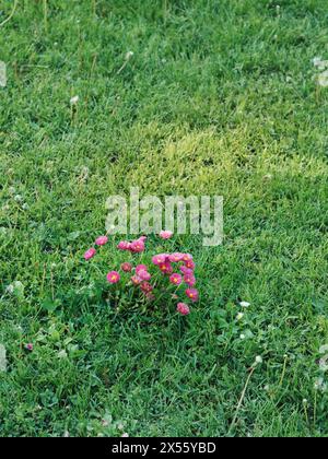 Vertikale Nahaufnahme einer Gruppe rosafarbener Gänseblümchen im weichen grünen Rasen und eines Sonnenflecks in der Nähe. Stockfoto