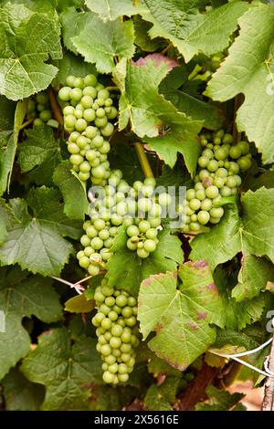 Le Vignoble, Weinberge der Champagne, Bar-sur-Seine, Aube, Champagne-Ardenne, Frankreich, Europa Stockfoto