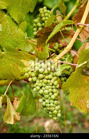 Le Vignoble, Weinberge der Champagne, Bar-sur-Seine, Aube, Champagne-Ardenne, Frankreich, Europa Stockfoto