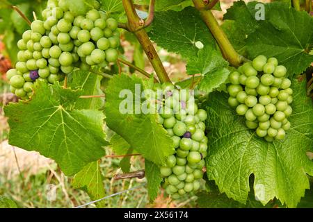 Le Vignoble, Weinberge der Champagne, Urville, Aube, Champagne-Ardenne, Frankreich, Europa Stockfoto