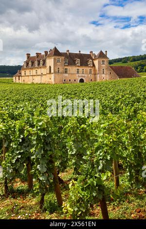 Pinot noir Weinberge, Chateau du Clos de Vougeot, Côte de Nuits, Côte d'Or, Burgund, Bourgogne, Frankreich, Europa Stockfoto