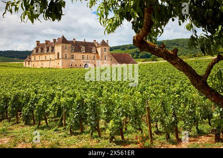 Pinot noir Weinberge, Chateau du Clos de Vougeot, Côte de Nuits, Côte d'Or, Burgund, Bourgogne, Frankreich, Europa Stockfoto