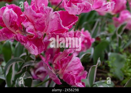 Die lockigen und gerafften Blütenblätter aus hellrosa und weißen Papageientulpen (Tulipa gesneriana) Stockfoto