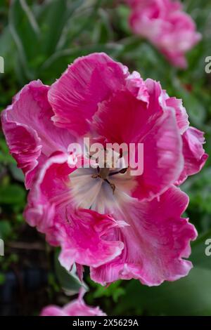 Blick von oben auf die lockigen und gerafften Blüten einer hellrosa und weißen Papageientulpe (Tulipa gesneriana) (vertikal) Stockfoto