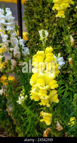 Antirrhinum majus, der gewöhnliche snapdrache, Drachenblume, Hundeblume oder toadflax, schöne gelbe und weiße Blumen Stockfoto