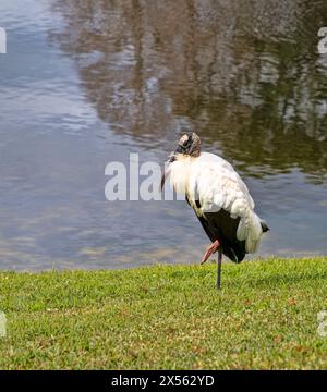 Großer Holzstorch, der auf der Seite des Teichs in Florida ruht Stockfoto