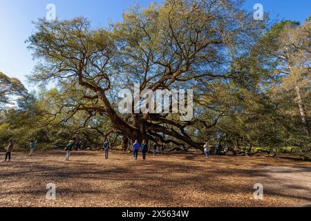 Johns Island, South Carolina, USA - 20. März 2024: Morgensonne, wo Touristen unter den riesigen Ästen der Angel Oak Tree, der größten Eiche, stehen Stockfoto