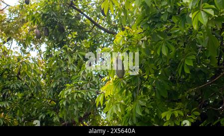 Schoten auf einem Seidenbaum, Ceiba speciosa Stockfoto