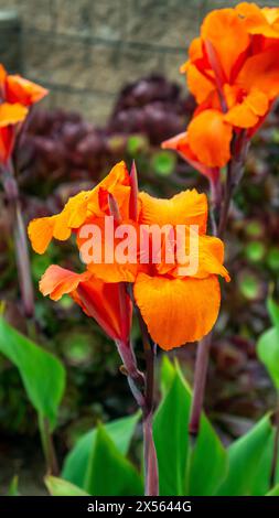Canna Lilie Hybridblume, Canna striata Stockfoto