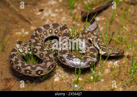 Viperine Wasserschlange (Natrix maura) in Valdemanco, Madrid, Spanien Stockfoto