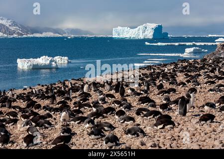 Kolonie der Adelie-Pinguine (Pygoscelis adeliae) auf Paulet Island auf der Antarktischen Halbinsel in der Antarktis. Stockfoto