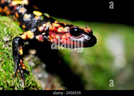 Salamander (Salamandra salamandra) in der Nähe von Tui, Pontevedra, Spanien Stockfoto