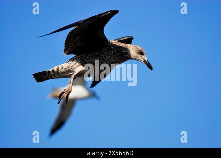 Möwe (Larus sp.) In Rianxo, A Coruña, Spanien Stockfoto