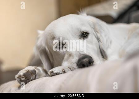 Ein trauriger weißer Hund liegt auf dem Bett und schaut direkt in die Augen. Ein gelangweilter, fauler Golden Retriever Hund. Hund allein nach Hause. Ein höflicher Hund Stockfoto