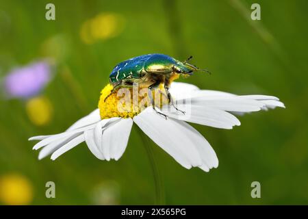 Grüner Rosenscheffer (Cetonia aurata) auf einer margarete auf einer Blumenwiese Stockfoto