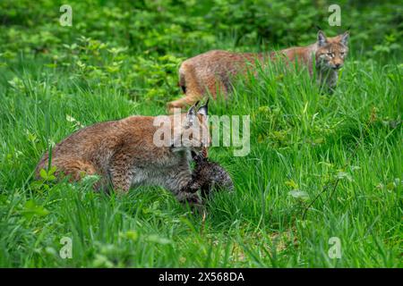 Zwei jagen junge euroasische Luchse (Lynx Luchse), die mit gefangener Beute in Grasland/Wiese laufen Stockfoto