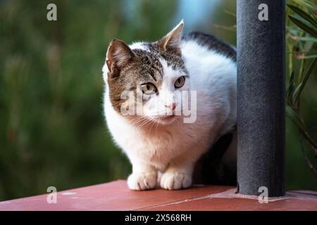 Streunende Katze in sizilien, Italien, April 2024 Stockfoto