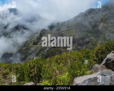 Blick auf grüne Berge, bedeckt mit Heidekraut, Blumen und weißen trockenen Bäumen in nebeligen Wolken. Wanderweg PR1.2 von Achada do Teixeira nach Pico Ruivo, Stockfoto