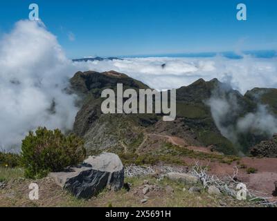 Blick auf grüne Berge, bedeckt mit Heidekraut, Blumen und weißen trockenen Bäumen in nebeligen Wolken. Wanderweg PR1.2 von Achada do Teixeira nach Pico Ruivo, Stockfoto