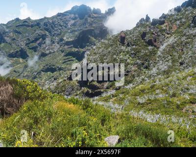 Blick auf grüne Berge, bedeckt mit Heidekraut, Blumen und weißen trockenen Bäumen in nebeligen Wolken. Wanderweg PR1.2 von Achada do Teixeira nach Pico Ruivo, Stockfoto