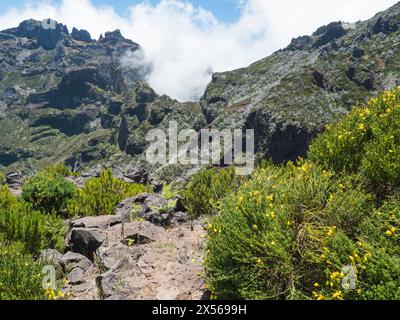 Blick auf spartium gelbe Blumen und Heidekraut auf grünen Bergen in nebeligen Wolken. Wanderweg PR1.2 von Achada do Teixeira zum Pico Ruivo, hoch Stockfoto