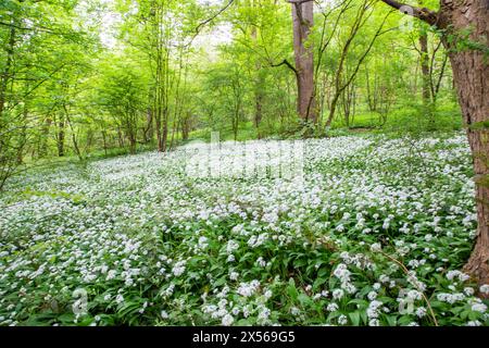 Waldboden mit Ramsons wildem Knoblauch Allium ursinum in der Nähe von Bakewell im English Peak District Derbyshire Stockfoto