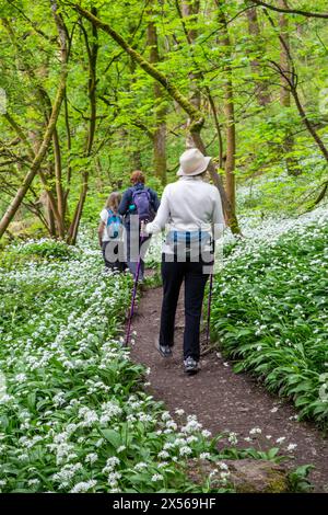 Gruppe von Wanderern, die durch einen Wald schlendern, der mit Ramsons wildem Knoblauch Allium ursinum in der Nähe von Bakewell im English Peak District Derbyshire bedeckt ist Stockfoto