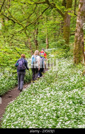 Gruppe von Wanderern, die durch einen Wald schlendern, der mit Ramsons wildem Knoblauch Allium ursinum in der Nähe von Bakewell im English Peak District Derbyshire bedeckt ist Stockfoto