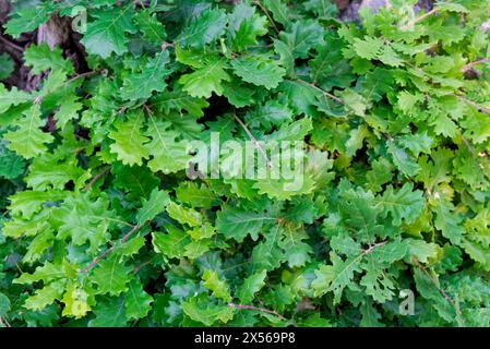 Haine und Laub beleuchtet von Frühlingssonne in den Hügeln der Provence Stockfoto