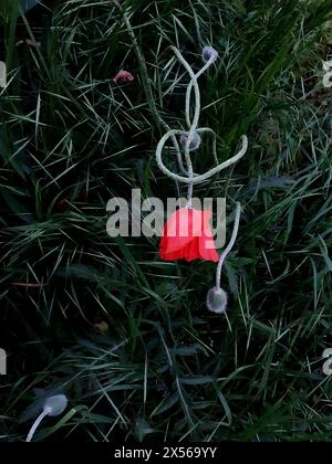 Roter Mohn im grünen Gras. Natürlicher Hintergrund Stockfoto