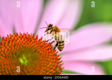 Honigbiene an rosa Blüte von Echinacea purpurea, die Pollen und Nektar sammelt. Nahaufnahme. Stockfoto