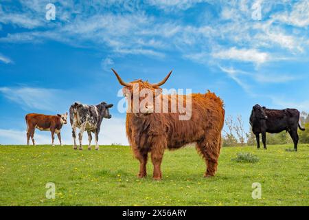 Einzelne Hochlandrinder unter anderen Rinderrassen in der englischen Peak District Country Stockfoto
