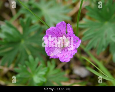 Die violette Blüte des blutroten Kranichschnabels Geranium sanguineum auf einem Trockenrasen bei Margetshöchheim im Mai Stockfoto