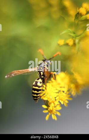 Fleißiger Natursammler: Pollensammlung durch Wespe auf gelber Blüte der Goldrute. Nahaufnahme, Makrofotografie. Insekten in der Tierwelt. Weich, selektiv Stockfoto