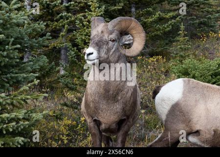 Dickhornschafe gleich neben dem Wilcox Trail im Jasper-Nationalpark in den Kanadischen Rocky Mountains in Alberta in Kanada. Stockfoto