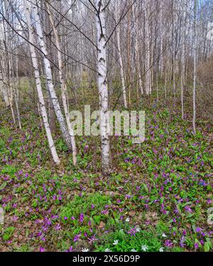 Malerische Frühlingslandschaft in Birkenhainen mit farbenfrohen Teppichen aus Wildblumen: Weiße Anemonen, lila Erythronium sibiricum Blüten, blaue Pulmonaria Stockfoto