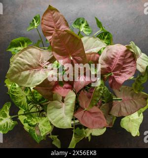 Syngonium Podophyllum Red Heart Plant mit rosafarbenen, herzförmigen Blättern über dunklem Hintergrund. Wunderschöne Pflanze mit rosafarbenen, neuen Blättern, die verblassen, wenn sie verblassen Stockfoto