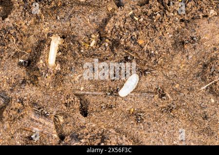 Schwarze Gartenameisen, Lasius niger, bringen ihre Larven nach Störung in eine Kolonie in einem Gartenkompostierbehälter. Stockfoto