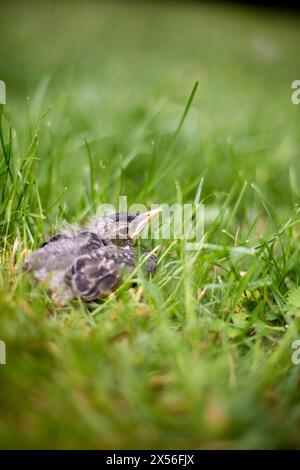 Ein junger amerikanischer Robin (Turdus migratorius), der im Gras aufwuchs Stockfoto