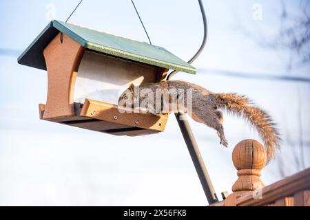 Ein Eichhörnchen (Sciurus carolinensis), das auf ein hängendes Vogelfutter springt, um zu füttern Stockfoto