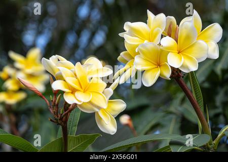 Wunderschöne und duftende Plumeria (auch bekannt als Frangipani) in Palm Beach County, Florida. (USA) Stockfoto