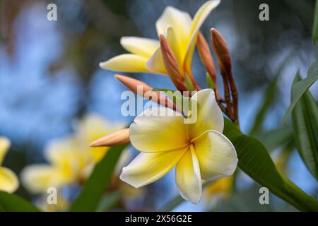 Wunderschöne und duftende Plumeria (auch bekannt als Frangipani) in Palm Beach County, Florida. (USA) Stockfoto