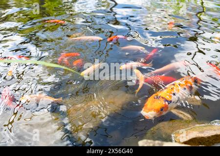 Koi-Teich in einem persönlichen Wohnsitz in Palm Beach County, Florida. (USA) Stockfoto