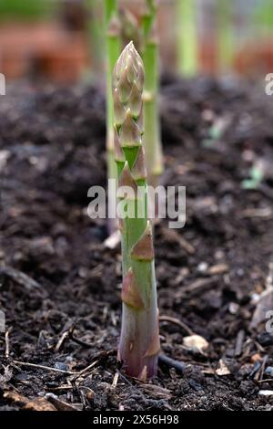 Nahaufnahme des Spargels „Gijinlim“ in einem Gemüsegarten, der vor dem Schneiden aus dem Boden auftaucht Stockfoto