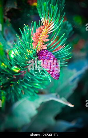 Veilchenwuchernde Kiefernkegel auf grünem Zedernzweig. Taiga-Pläne im Morgenlicht. Alpine Naturnähe. Nadelbaum mit Kegel auf Smaragdgrün Natur Stockfoto