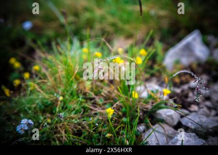 Nach Regen Gras mit Wassertropfen und verschwommenem Hintergrund mit kleinen alpinen gelben Blüten, Vergissmeinnots wachsen und Steinen. Tundra-Zwergpflanzen Stockfoto