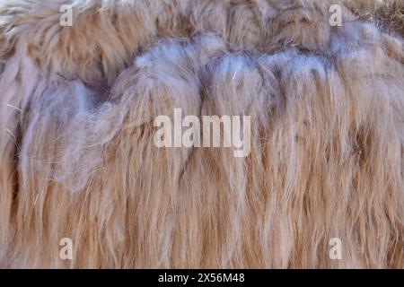 Nahaufnahme des langen, beigefarbenen, geknüpften Fells eines Lama. Horizontal Stockfoto
